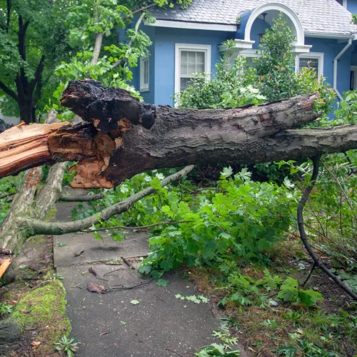 a tree that has fallen on its side