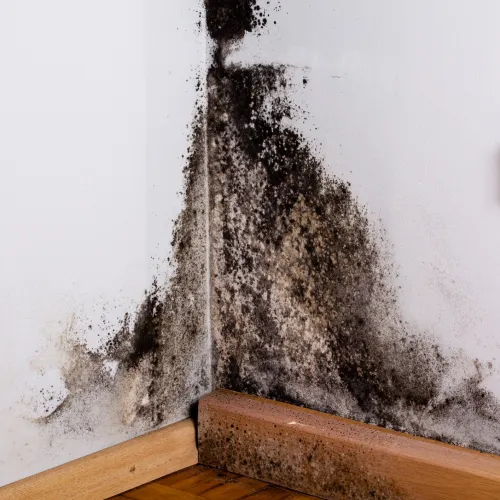 a wall with mold on it