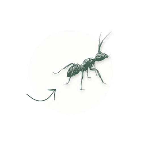 Detailed black and white illustration of an ant with antennae inside a white circle on transparent background.