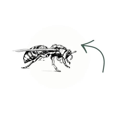 Black and white detailed illustration of a bee with an arrow pointing towards it on white background.