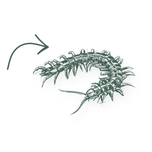 Detailed black and white sketch of a centipede showing segmented body and numerous legs in a circular frame.