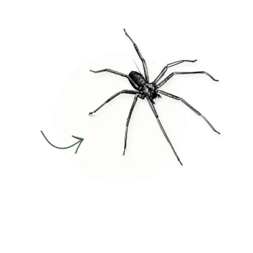 recluse spider icon