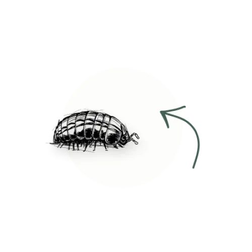 pillbug icon