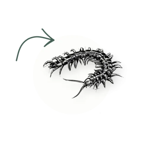 a drawing of a tree