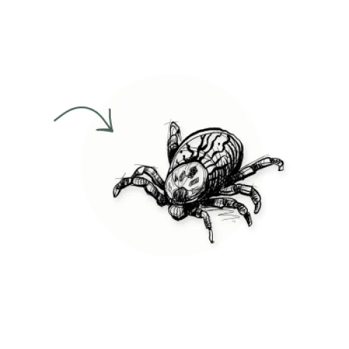 tick icon