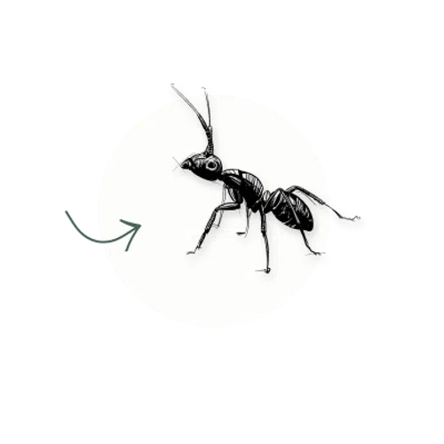 Illustration of a detailed black ant on a white background, highlighting its intricate features and movement.