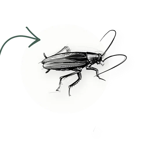 Black and white sketch of a cockroach with detailed legs and antennae inside a white circle.