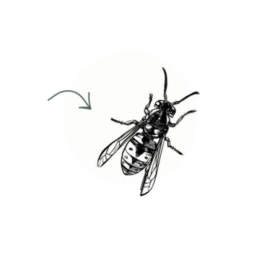 Black and white detailed illustration of a wasp with visible wings and body segments highlighted by an arrow.