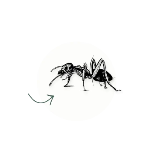 a black and white image of a spider on a white circle with a black background