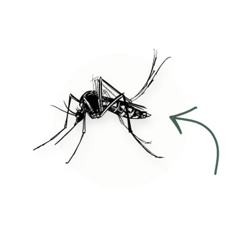 Illustration of a mosquito showing detailed anatomy with an arrow indicating its position.