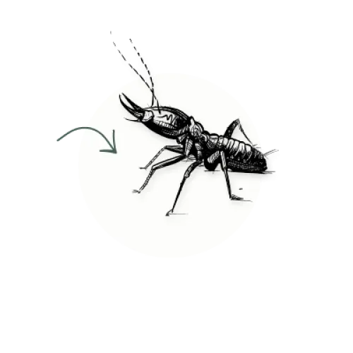 a spider on a white circle