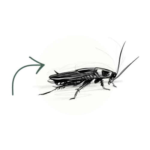 cockroach icon