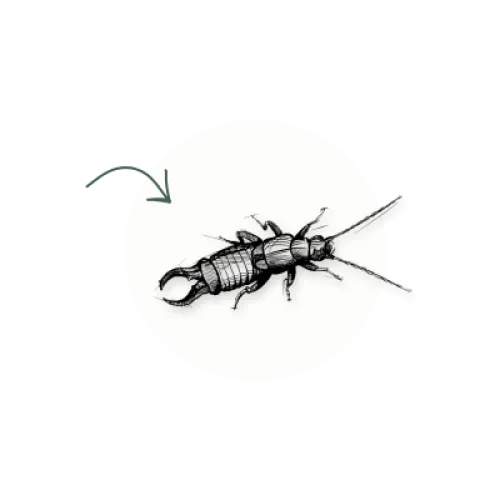 a spider on a white circle