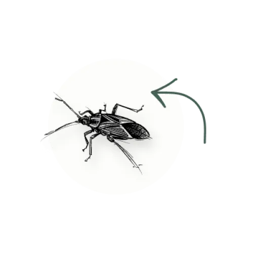 a bug on a white background