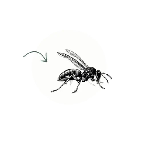 a black and white photo of a fly on a white circle with a black background