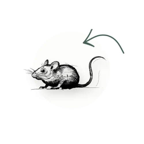a mouse on a moon