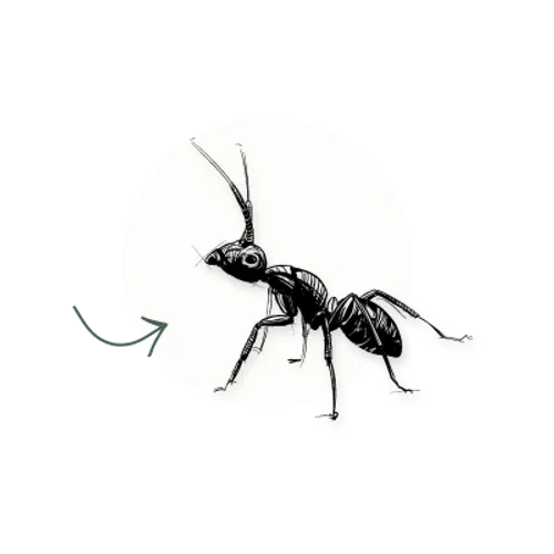 Illustration of a detailed black ant on a white circular background with a green arrow.