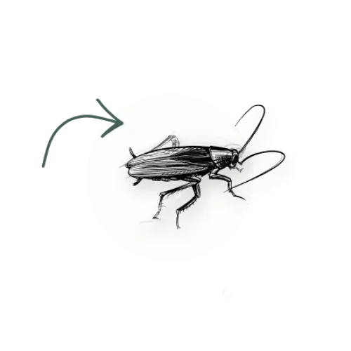 a bug on a white circle