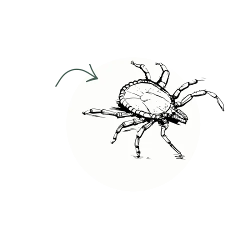 Black and white detailed sketch of a tick with eight legs and a round body inside a white circle.