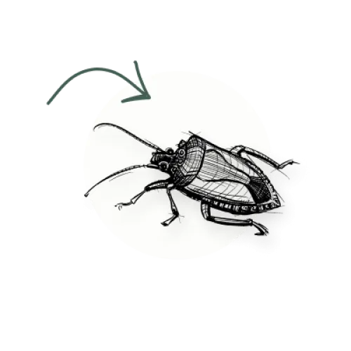 stink bug icon