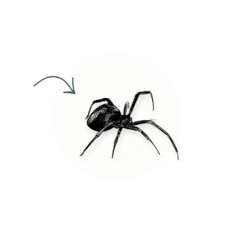 spider icon