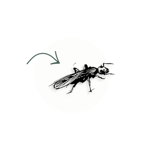 a bug on a white circle