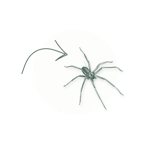 Close-up of a spider with eight legs inside a white circle accented by a curved arrow pointing at it.