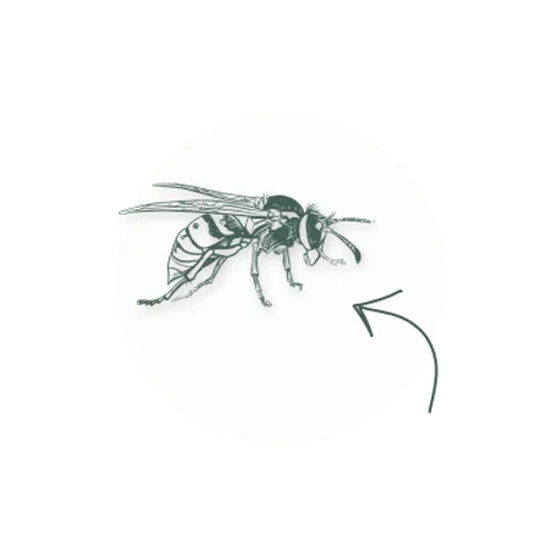 Detailed black and white illustration of a wasp with an arrow pointing to its head on a white circular background.
