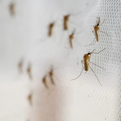 Close-up of multiple mosquitoes resting on a white mesh screen with a blurred background.