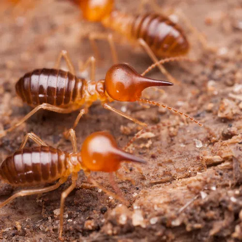 Close-up of three reddish-brown termites with distinctive heads on soil and wood debris outdoors.