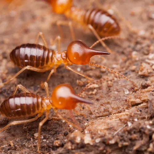 Close-up of sharp-headed termites with brown bodies crawling on soil and decomposed wood surface.