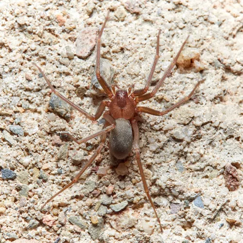 Brown recluse spider on rough, rocky, beige ground with visible legs and body details.