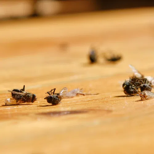 Close-up of several dead flies scattered on a wooden surface with natural light and shallow depth of field.