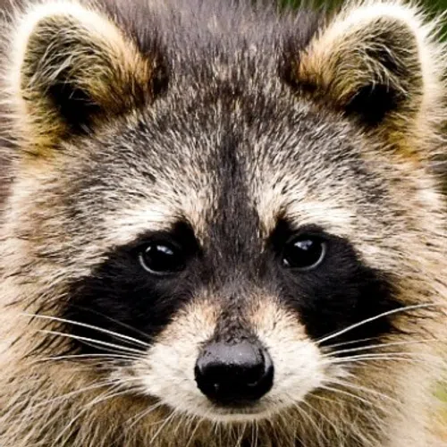 Close-up of a raccoon's face showing detailed fur, dark eye patches, and whiskers in natural light