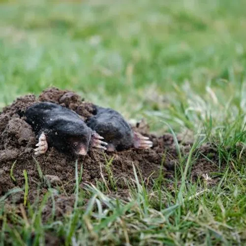 Two moles emerging from a mound of soil in a green grassy field on a bright day