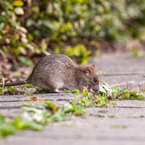 Brown rat sniffing plants on a concrete sidewalk near green bushes in a natural outdoor setting