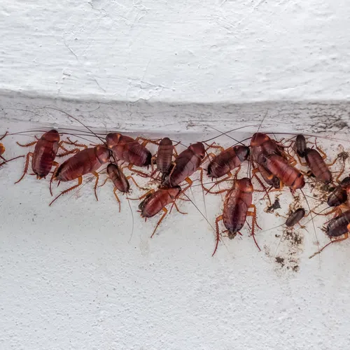 Cluster of brown cockroaches crawling along a dirty white wall corner with cobwebs and debris.
