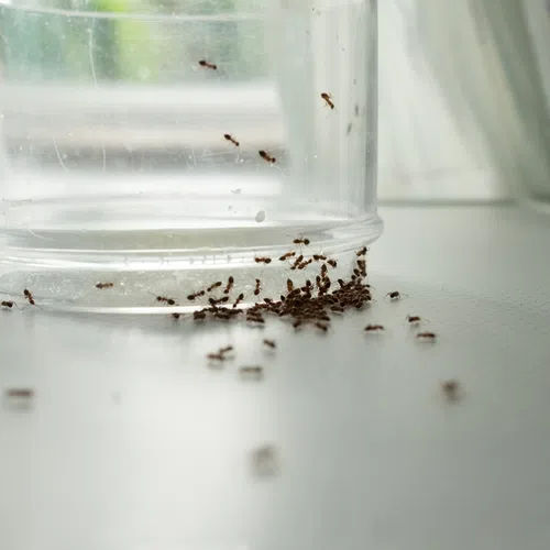 Close-up of a group of small ants clustered near and inside a transparent plastic container on a white surface.