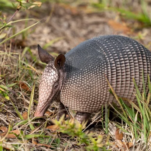 Armadillo with distinctive armored shell foraging in dry grassy terrain with scattered leaves and plants.