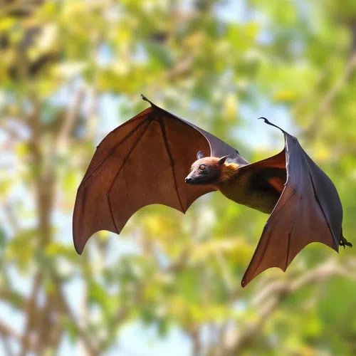 Flying fruit bat with outstretched wings in a blurred green forest background during daytime