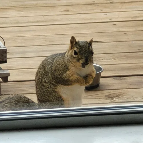 Curious squirrel standing on wooden deck outside window with paws together near metal bowl and small bench.
