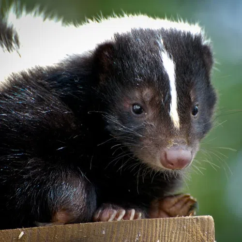 Close-up of a baby skunk with black fur and a distinctive white stripe resting on wood outdoors.