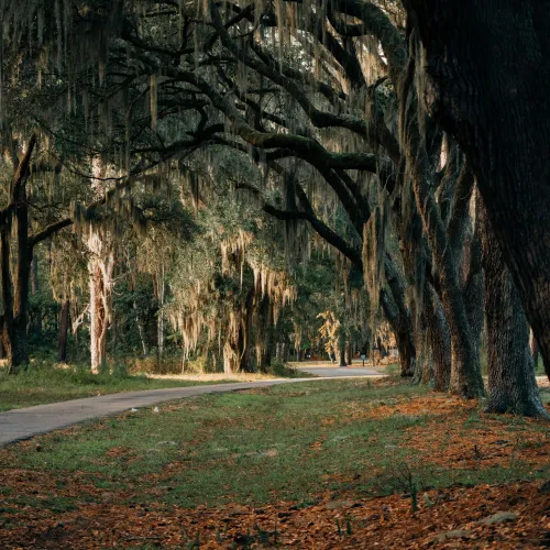 Curving path through large oak trees draped with Spanish moss in a peaceful forest setting during autumn.