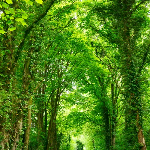 Peaceful forest pathway lined with lush green trees and vibrant foliage.