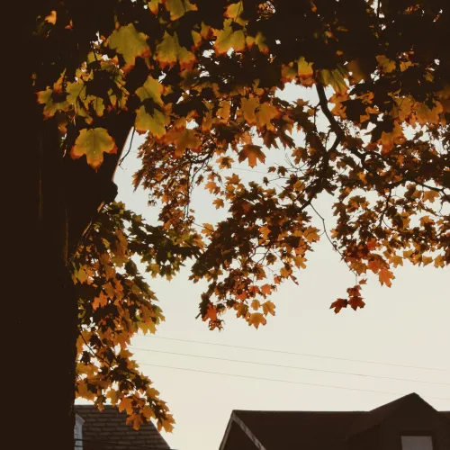 a tree with yellow leaves
