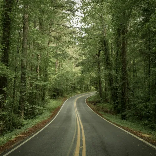 Winding road surrounded by lush green trees in a serene forest setting.