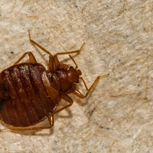 a insect on the ground