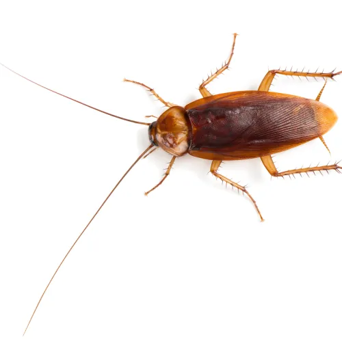 a insect on the ground