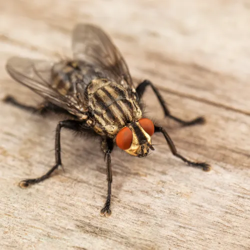 a insect on the ground