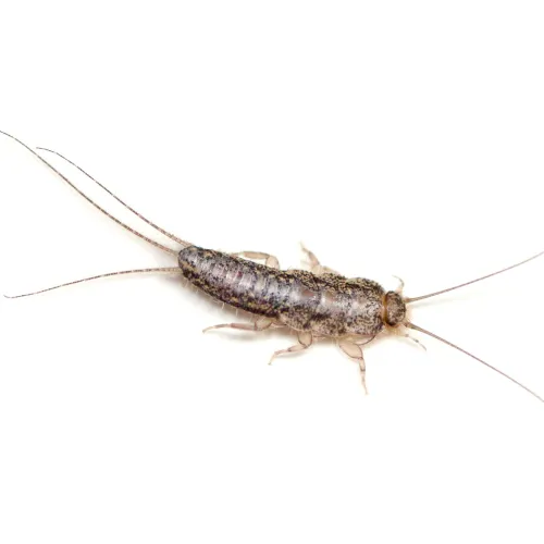 silverfish